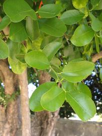            Shade leaves (Winter Haven, FL)   