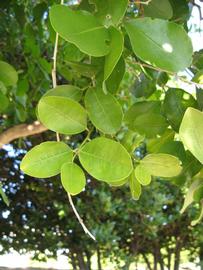            Shade leaves (Winter Haven, FL)   