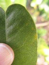              Margin (Winter Haven, FL)       