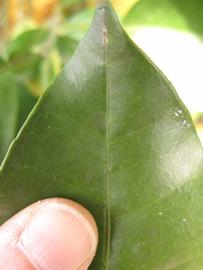              Margin (Winter Haven, FL)       