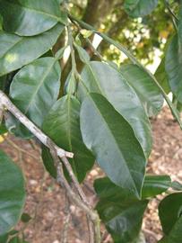            Shade leaves (Winter Haven, FL)   