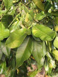            Sun leaves (Winter Haven, FL)   