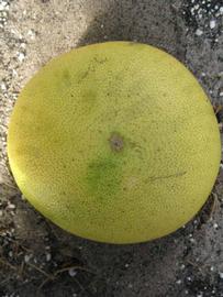            Fruit (Winter Haven, FL)   