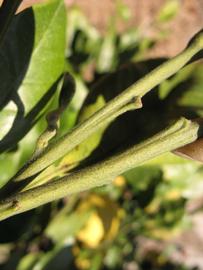              First year twig (Winter Haven, FL)       