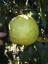            Fruit (Winter Haven, FL)   