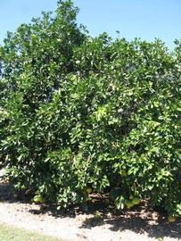            Habit (Winter Haven, FL)   