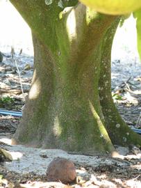            Bark (Winter Haven, FL)   