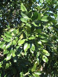              Sun leaves (Winter Haven, FL)       
