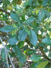              Shade leaves (Winter Haven, FL)       