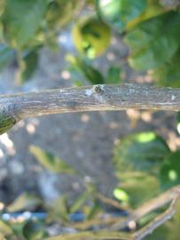              Second - third year twig (Winter Haven, FL)       