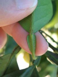              Petiole (Winter Haven, FL)       