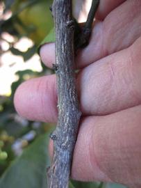              Second - third year twig (Winter Haven, FL)       