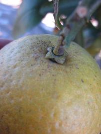            Fruit (Winter Haven, FL)   