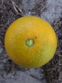            Fruit (Winter Haven, FL)   