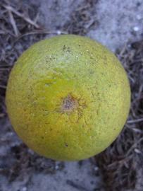            Fruit (Winter Haven, FL)   