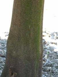            Bark (Winter Haven, FL)      