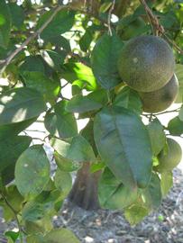              Shade leaves (Winter Haven, FL)       