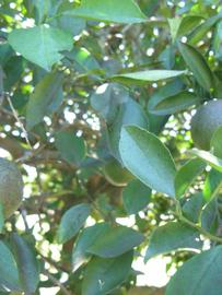              Shade leaves (Winter Haven, FL)       