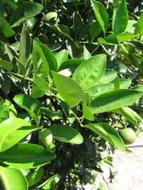              Sun leaves (Winter Haven, FL)       