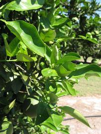              Sun leaves (Winter Haven, FL)       