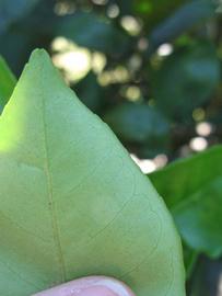              Margin (Winter Haven, FL)       