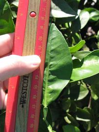              Unifoliolate leaf (Winter Haven, FL)       