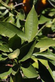            Sun leaves (Riverside, CA)   
