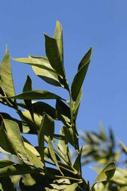            Sun leaves (Riverside, CA)   