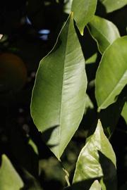              Unifoliolate leaf (Riverside, CA)       