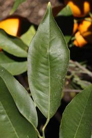              Unifoliolate leaf (Riverside, CA)       