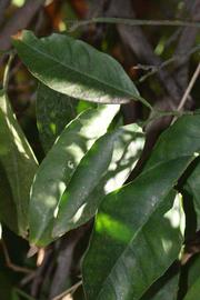            Shade leaves (Riverside, CA)   