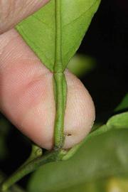              Petiole (Riverside, CA)       