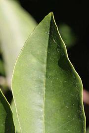              Margin (Riverside, CA)       