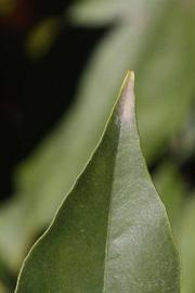              Margin (Riverside, CA)       