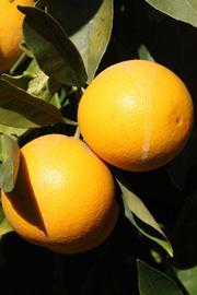            Fruit (Riverside, CA)   