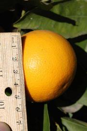            Fruit (Riverside, CA)   