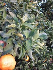            Sun leaves (Winter Haven, FL)   