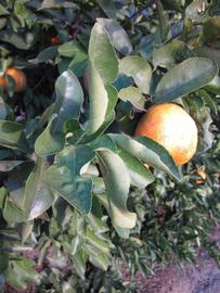            Sun leaves (Winter Haven, FL)   