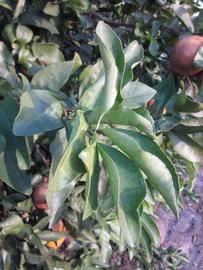            Sun leaves (Winter Haven, FL)   