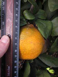            Fruit (Winter Haven, FL)   