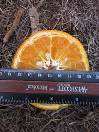            Fruit cross-section (Winter Haven, FL)   