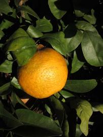            Fruit (Winter Haven, FL)   