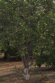            Habit (Riverside, CA)   