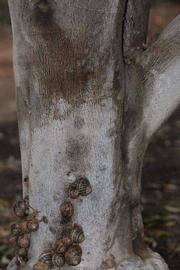            Bark (Riverside, CA)   