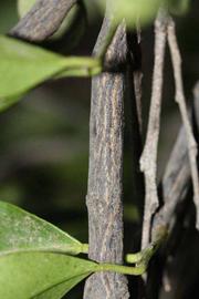              Second - third year twig (Riverside, CA)       