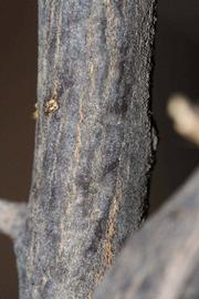              Second - third year twig (Riverside, CA)       