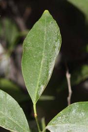              Unifoliolate leaf (Riverside, CA)       