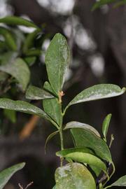              Shade leaves (Riverside, CA)       
