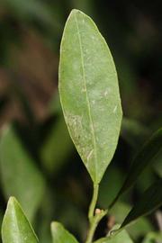              Unifoliolate leaf (Riverside, CA)       