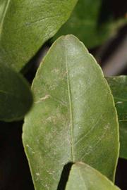              Margin (Riverside, CA)       